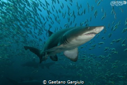 Ragged tooth sand tiger shark (one of many) at Nelson Bay by Gaetano Gargiulo 
